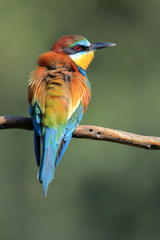 The European bee-eater (Merops apiaster) the rainbow bird perched on a branch