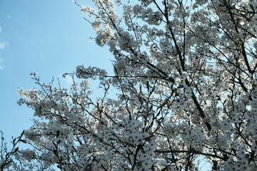 桜