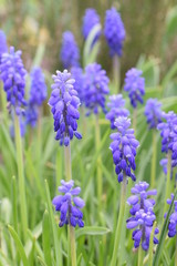 floraison des muscaris