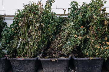 garden green plants in boxes ready for summer season and sale