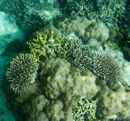 The wonderful sea life in Togean islands