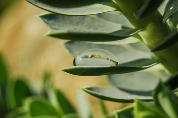 tautropfen Nahaufnahme