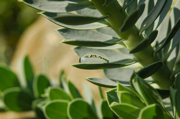 tautropfen Nahaufnahme