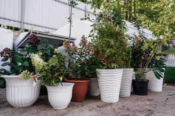 garden green plants in boxes ready for summer season and sale