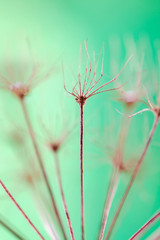 Dry plant as abstract background - macro with selective focus
