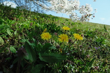 Fototapeta premium 桜