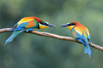Pair of European bee-eater (Merops apiaster) sharing a bee