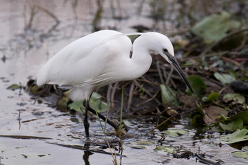Little Egret looking for food