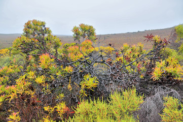 Fynbos  -  belt of natural shrubland vegetation located in the  Cape provinces of South Africa.