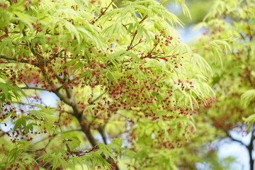 花を付けたカエデ