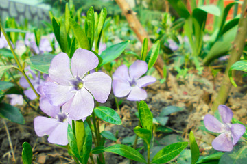 beautiful lilac periwinkle flowers with green leaves in spring garden