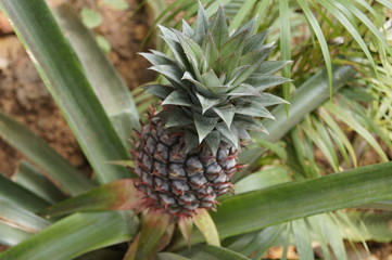 Pineapple on a spice plantation