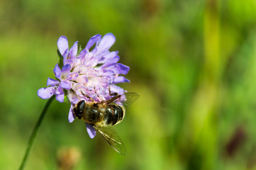 close-up of pincushion flower Scabiosa columbaria