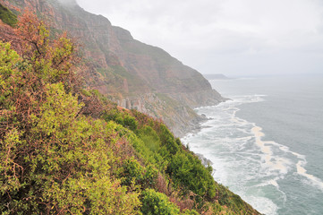 Fynbos  -  belt of natural shrubland vegetation located in the  Cape provinces of South Africa.