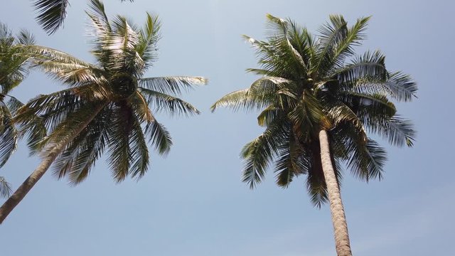 Palm trees sway in the wind against the blue sky