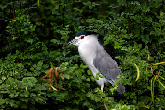 Beautiful Black Crown Night Heron