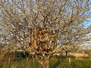 treehouse cabin log built in a blossoming oval shape tree in early spring