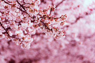Fototapeta premium Beautiful cherry blossom sakura in spring rainy day.