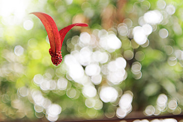 Red wings seed of Dipterocapus obtusifolius on blured background.Ideas for opportunities and good starts