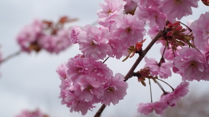 A close up shot of pink petals from a cherry blossom tree floral and summery image, all from the branches and include leaves in the crop. This colourful tree is beautiful sight in the spring colorful