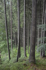 Fototapeta na wymiar summer green forest in the mountains
