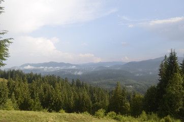 summer green forest in the mountains