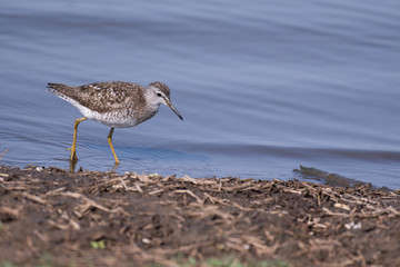Sandpiper