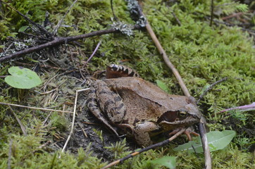 European common brown frog, or European grass frog sitting on a stone