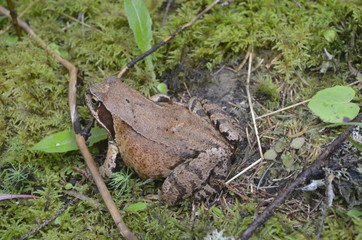 European common brown frog, or European grass frog sitting on a stone