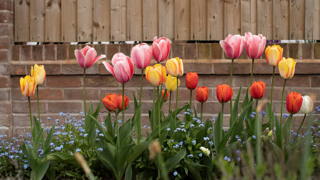 A Beautiful Dutch Inspired Tulip Garden In The UK, These Tulipa Are A Work Of Art In The Spring Summer Time Making Any Yard Display A Lovely Visual Experience For Any Viewer Blossoming Once A Year