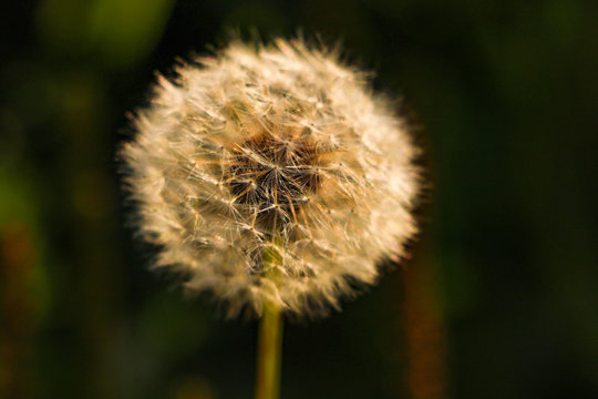 Close-up of a dandelion on a black background, selective focus.