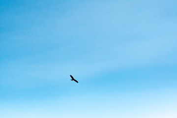 青空を飛ぶ鳶のシルエット