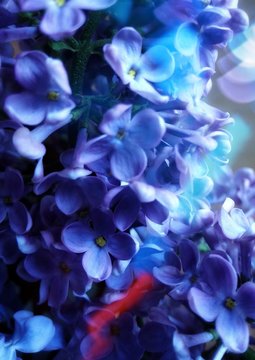 Close-up Of Blue Flowering Plant © andrea popita/EyeEm