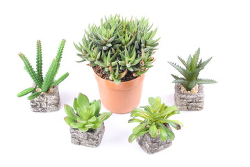 Agave in pot on white background