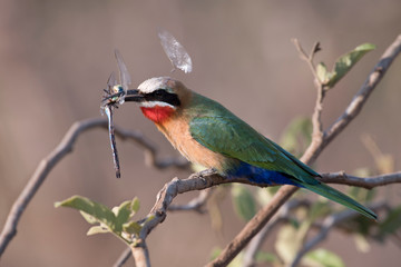 White-fronted Bee-eater with dragonfly