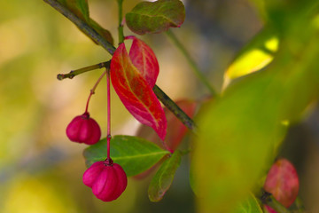 Red fruits on a tree in an early spring garden, selective focus.