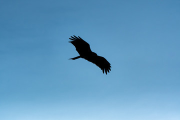 青空を飛ぶ鳶のシルエット