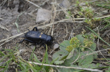 black beetle on a green leaf, black cricket