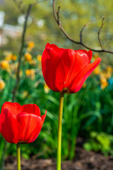 Red tulip flower - closeup with selective focus