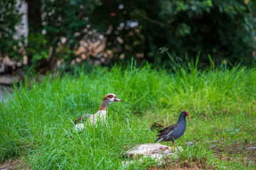 Egyptian goose