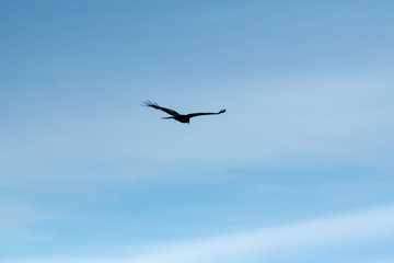 青空を飛ぶ鳶のシルエット