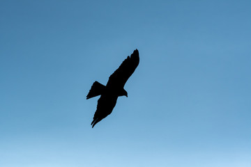 青空を飛ぶ鳶のシルエット