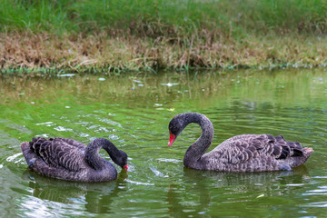 Pair of black swans