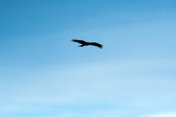 青空を飛ぶ鳶のシルエット