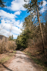 Spring road in the forest on the shore of a mountain lake in German Harz