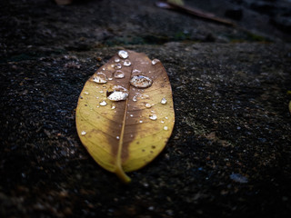autumn leaf with water drops
