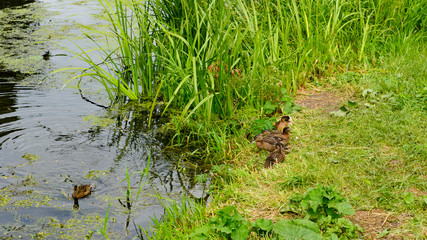 wild duck in the swamp