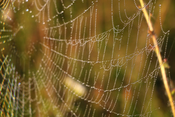 The spider web cobweb closeup background. Selective focus.