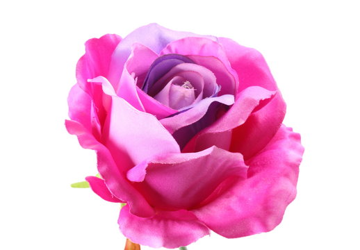 Purple textile rose  on white background