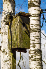 old wooden birdhouse mounted on a birch